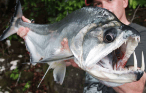 Overbite Fish 6 Strange Fish With Overbite and Dangerous Teeth