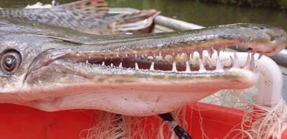 Overbite Fish 6 Strange Fish With Overbite and Dangerous Teeth