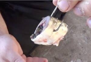 Best Bait for Surf Fishing - FishermansAuthority.com