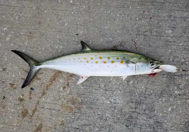 Spanish Mackerel With A Casting Spoon In Its Mouth