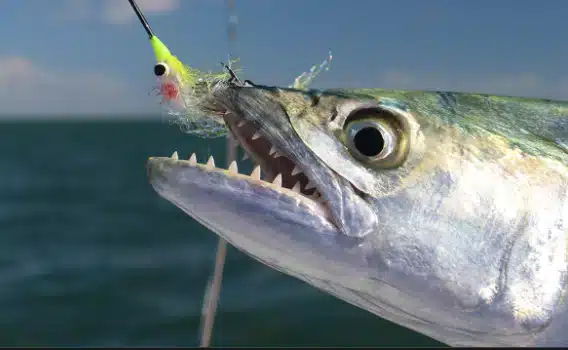 Spanish Mackerel With Artificial Lure In Its Mouth